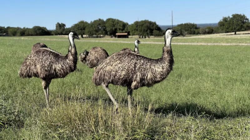 Fossil Rim Wildlife Center - Glen Rose, TX