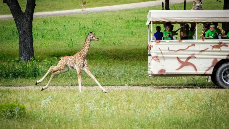 Fossil Rim Wildlife Center - Glen Rose, TX