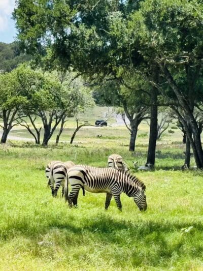 Fossil Rim Wildlife Center - Glen Rose, TX