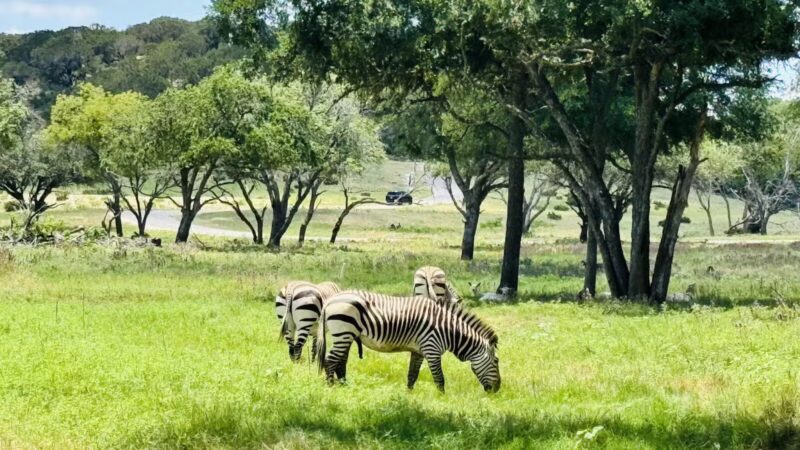 Fossil Rim Wildlife Center - Glen Rose, TX
