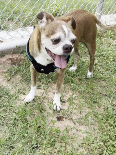 Graham Dog Park - Graham, TX