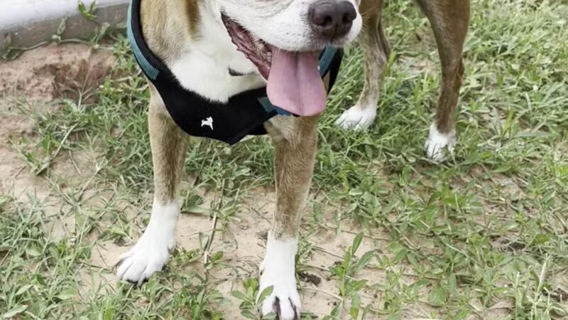 Graham Dog Park - Graham, TX