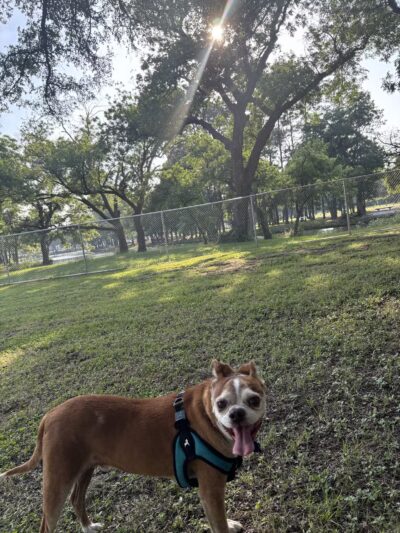 Graham Dog Park - Graham, TX