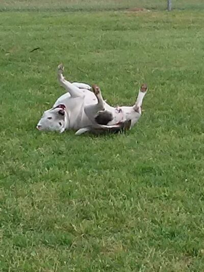 Granbury Bark Park - Granbury, TX