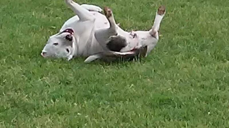 Granbury Bark Park - Granbury, TX