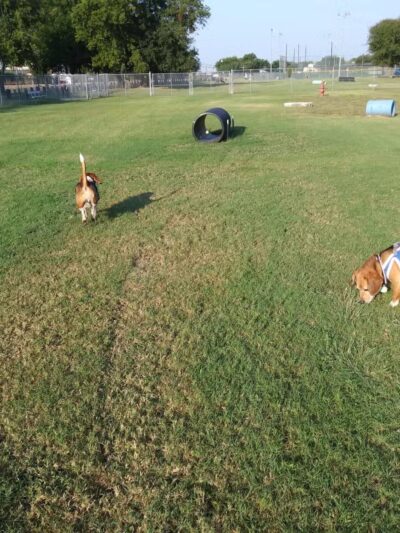 Granbury Bark Park - Granbury, TX