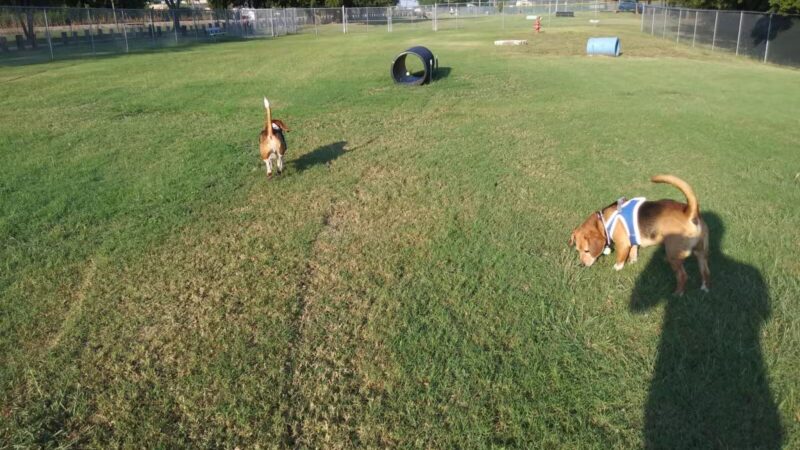 Granbury Bark Park - Granbury, TX
