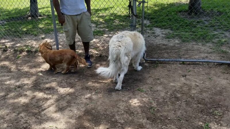 Granbury Bark Park - Granbury, TX