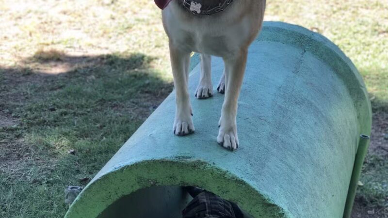 Granbury Bark Park - Granbury, TX
