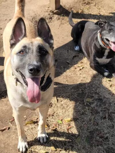 Granbury Bark Park - Granbury, TX
