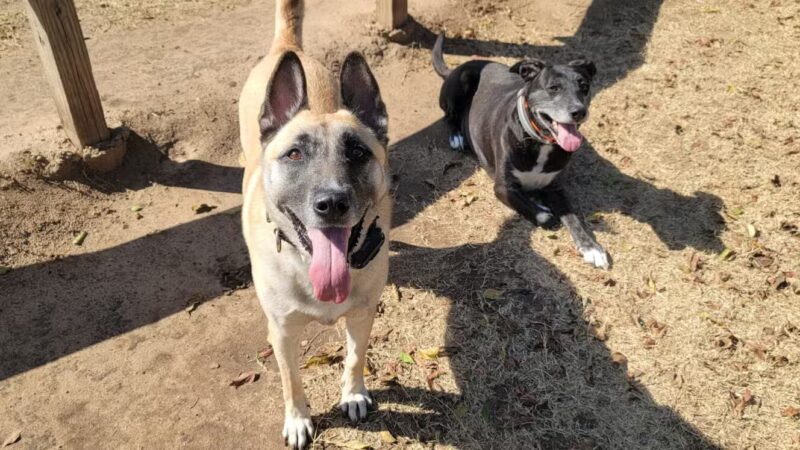 Granbury Bark Park - Granbury, TX