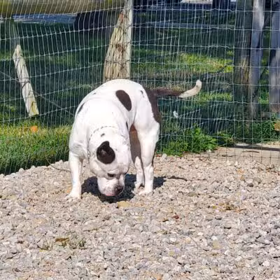 Paws 2 Play Dog Park - Granville, OH