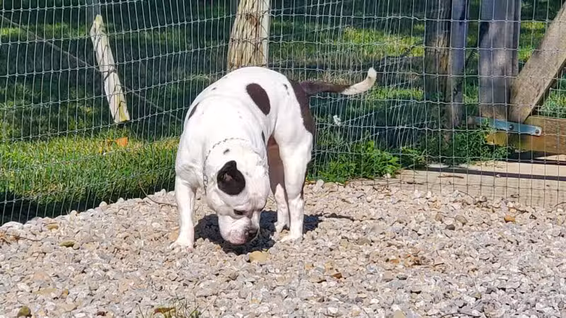 Paws 2 Play Dog Park - Granville, OH