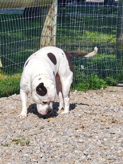 Paws 2 Play Dog Park - Granville, OH