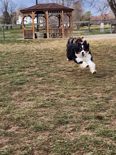 Paws 2 Play Dog Park - Granville, OH