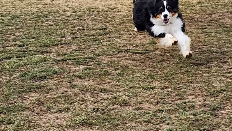 Paws 2 Play Dog Park - Granville, OH