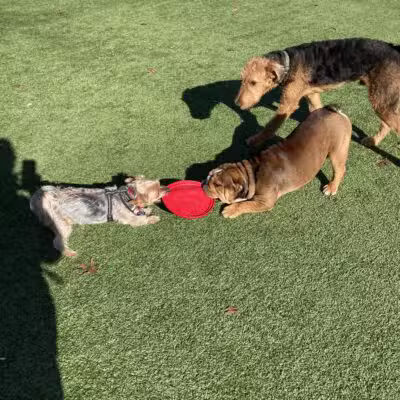 Bark Park at Bear Creek Park - Grapevine, TX