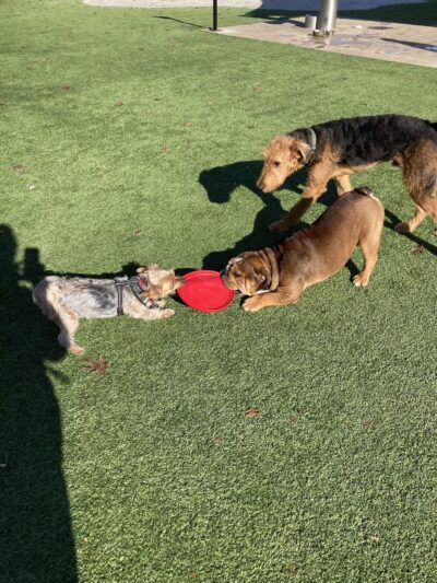 Bark Park at Bear Creek Park - Grapevine, TX