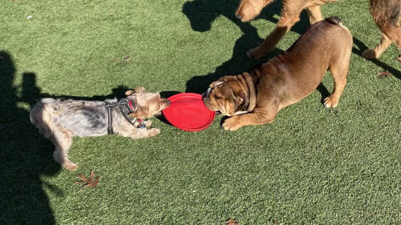 Bark Park at Bear Creek Park - Grapevine, TX