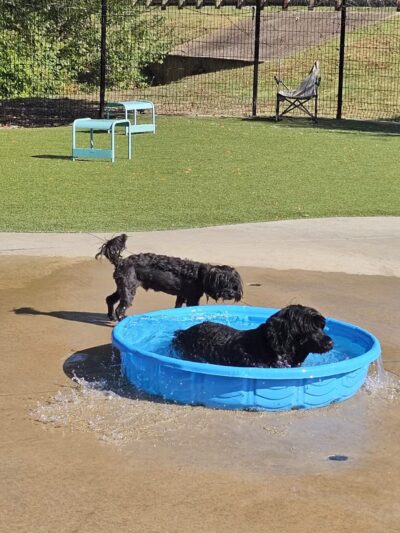 Bark Park at Bear Creek Park - Grapevine, TX