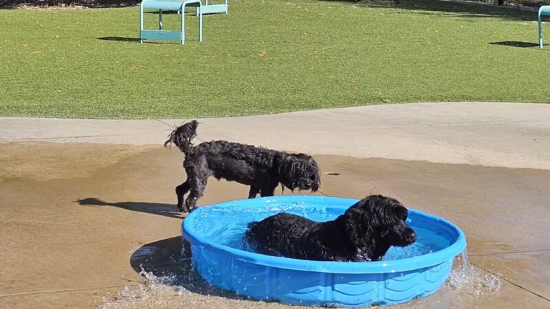 Bark Park at Bear Creek Park - Grapevine, TX