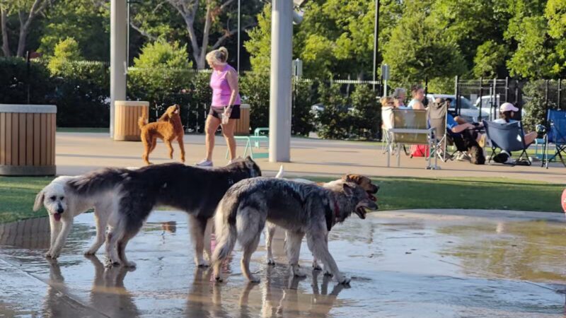 Bark Park at Bear Creek Park - Grapevine, TX