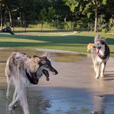 Bark Park at Bear Creek Park - Grapevine, TX