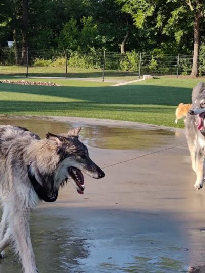 Bark Park at Bear Creek Park - Grapevine, TX