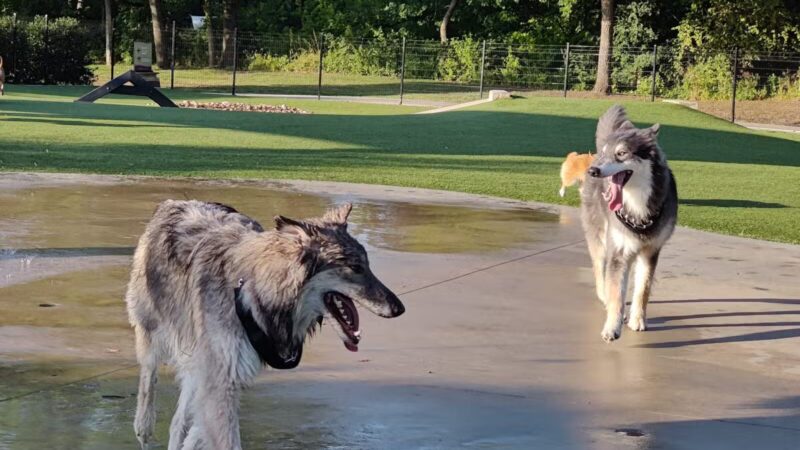 Bark Park at Bear Creek Park - Grapevine, TX