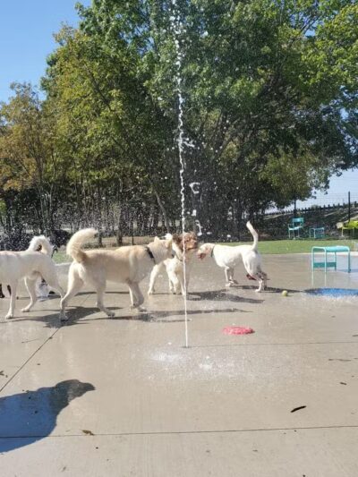 Bark Park at Bear Creek Park - Grapevine, TX