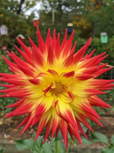 Bayard Cutting Arboretum - Great River, NY