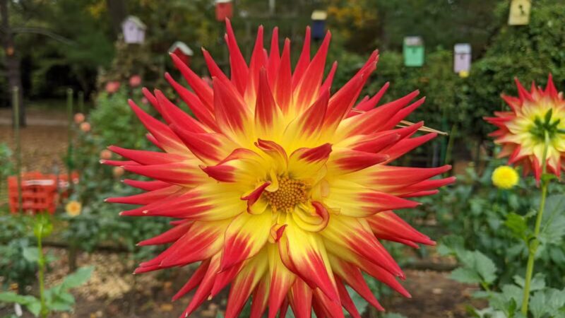 Bayard Cutting Arboretum - Great River, NY