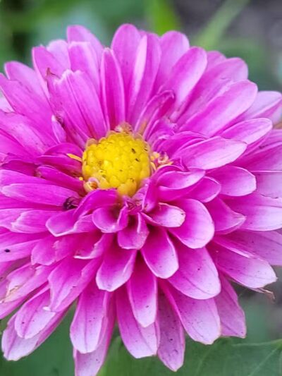 Bayard Cutting Arboretum - Great River, NY