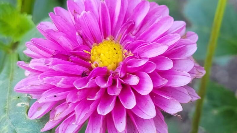 Bayard Cutting Arboretum - Great River, NY