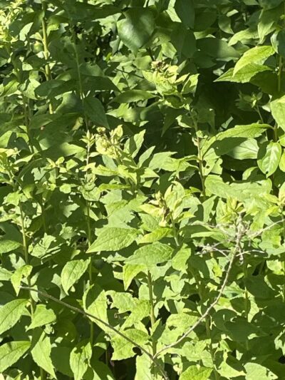 Frazer drive park - Greenlawn, NY