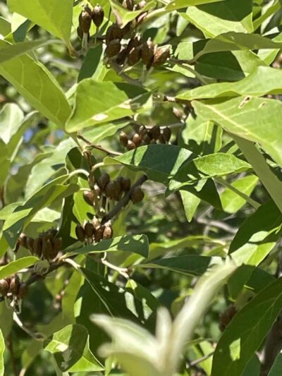 Frazer drive park - Greenlawn, NY