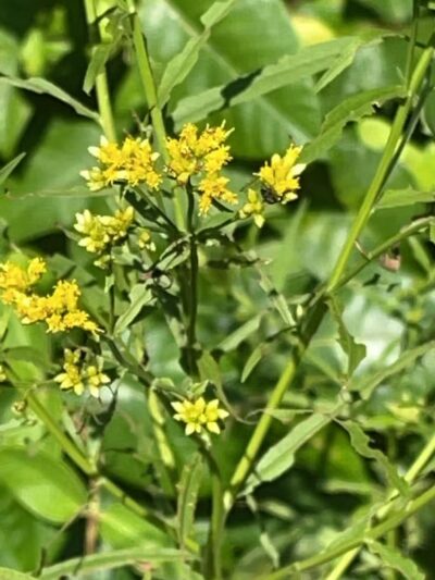 Frazer drive park - Greenlawn, NY