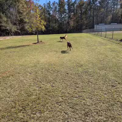 Buchkin Dog Park - Greenville, AL