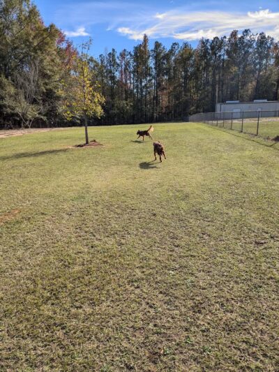 Buchkin Dog Park - Greenville, AL