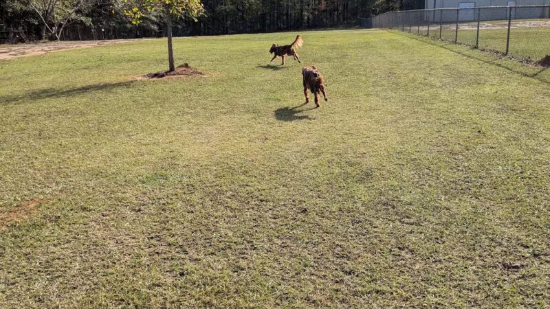Buchkin Dog Park - Greenville, AL