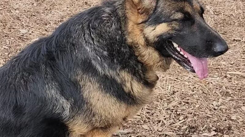 GCSD Dog Park - Groveland, CA