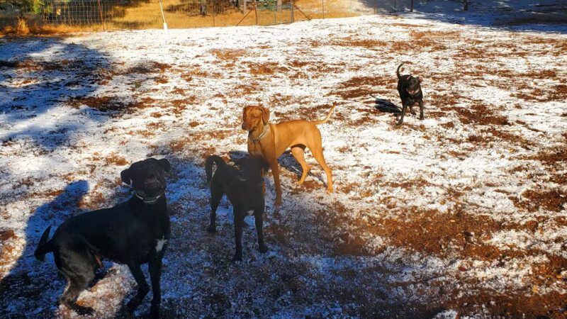 GCSD Dog Park - Groveland, CA