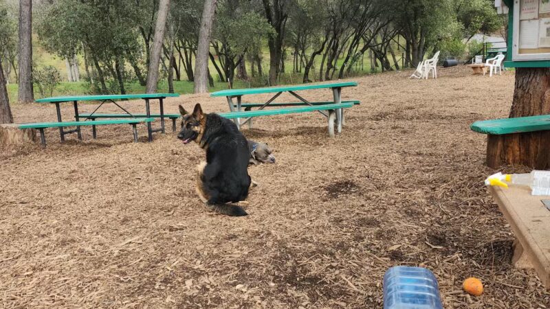 GCSD Dog Park - Groveland, CA