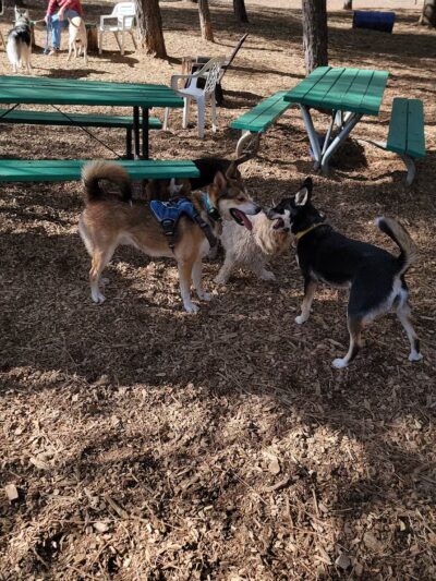 GCSD Dog Park - Groveland, CA