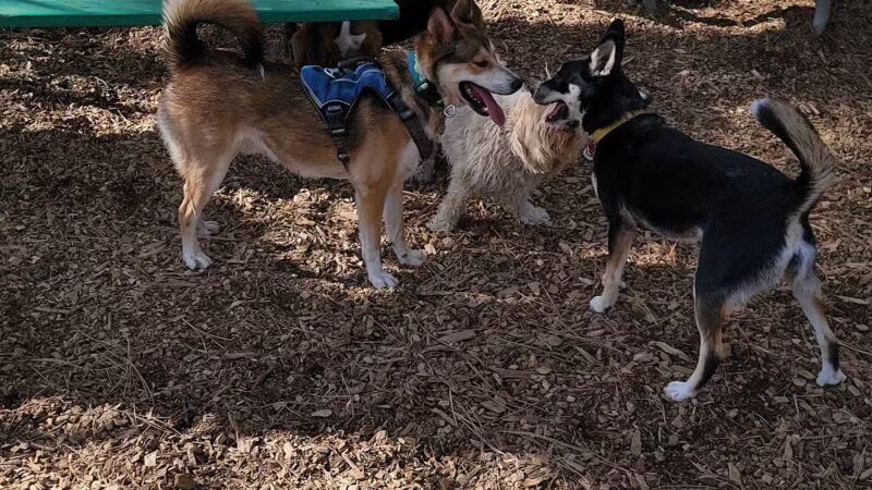 GCSD Dog Park - Groveland, CA