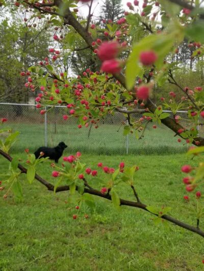 Hackensack Dog Park - Hackensack, MN