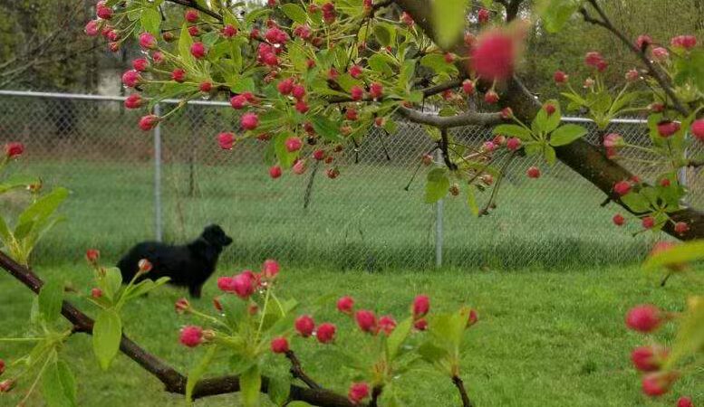 Hackensack Dog Park - Hackensack, MN