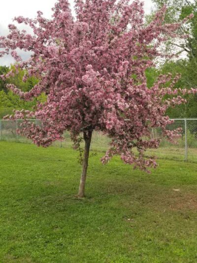 Hackensack Dog Park - Hackensack, MN