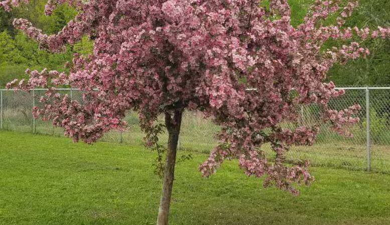 Hackensack Dog Park - Hackensack, MN