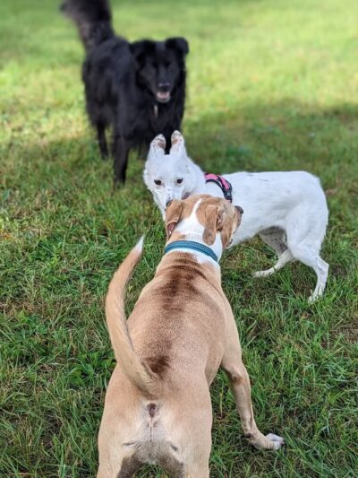 Hackensack Dog Park - Hackensack, MN